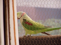 Alexandrine parakeet